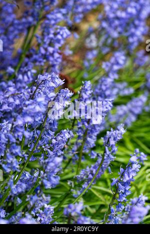 Close up of common bluebell flowers, Hyacinthoides non- Scripta Stock Photo