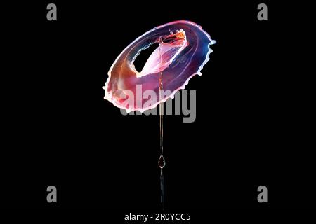 Falling drops of colored liquid, water splashes on a black background Stock Photo