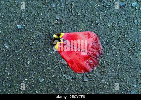 Close up of a single red tulip petal on a grey textured background  with copy space Stock Photo