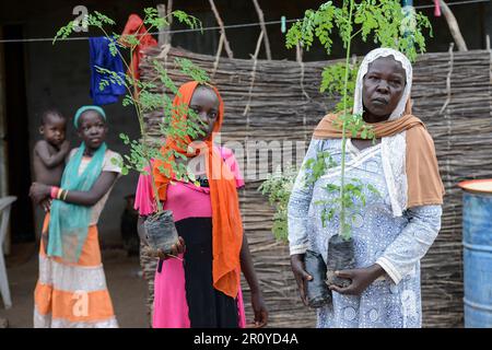 CHAD, Guéra, Bitkine, woman with seedlings of Moringa tree for income generation, leaves are used for herbal medical applications, Moringa oleifera is a fast-growing, drought-resistant tree of the family Moringaceae / TSCHAD , Guéra, Bitkine, Frau Djaba HABABA mit Moringa Baum oder auch Meerettichbaum Setzling, der Anbau wird zur Einkommensförderung genutzt, die Blätter werden als Heilpflanzen verkauft Stock Photo