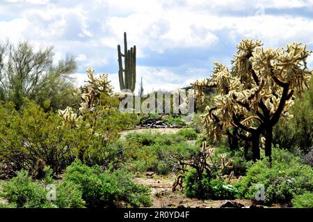 The Sonora desert in central Arizona USA Stock Photo