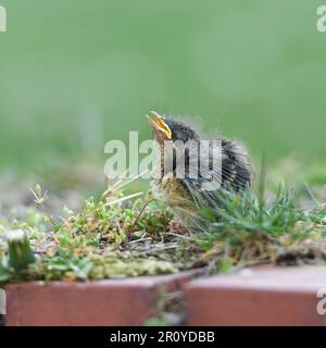 heartbreaking... Robin chick ( Erithacus rubecula ), not yet fledged chick begging for food Stock Photo