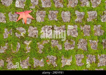 Autumnal red fallen leaf on old stone street setts Stock Photo