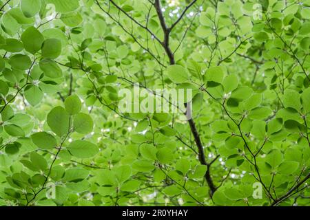 European beech (Fagus sylvatica) fresh green springtime foliage, selective focus Stock Photo