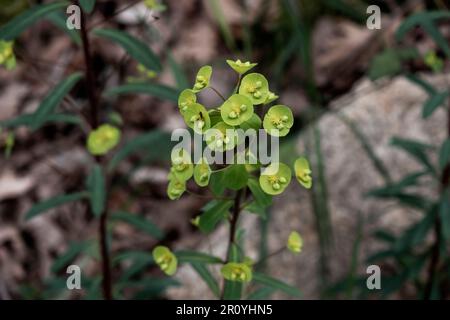 Wood spurge (Euphorbia amygdaloides) yellow-green infloresences blooming in spring Stock Photo