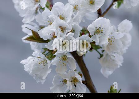 Detail of cherry blossoms. Sweet cherry tree (Prunus avium) white springtime flowers, selective focus Stock Photo