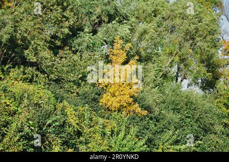 A tree with yellow leaves amongst a sea of green leaves Stock Photo