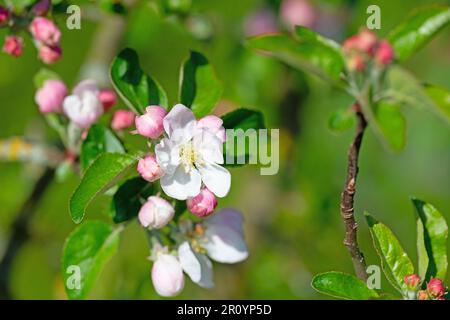 Blossoming apple tree, malus, in spring in a close-up Stock Photo