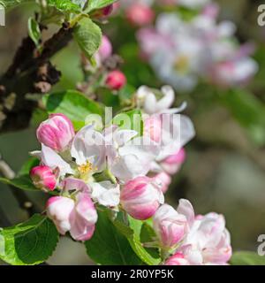 Blossoming apple tree, malus, in spring in a close-up Stock Photo
