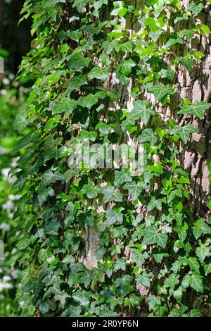 Ivy climbing on a tree trunk Stock Photo