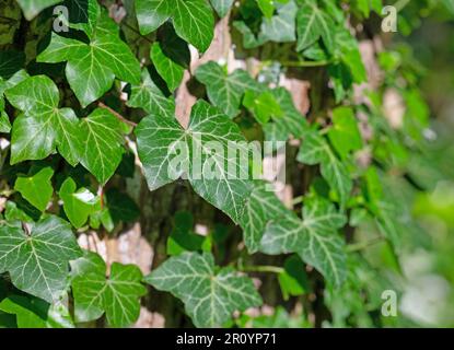 Ivy climbing on a tree trunk Stock Photo