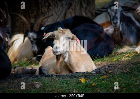 Domestic goats resting peacefully under the shade of trees on a summer day in rural Eastern Europe Stock Photo