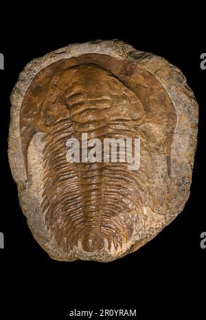 Acadoparadoxides briareus fossil, extinct genus of redlichiid trilobite belonging to the family Paradoxididae, Middle Cambrian Stock Photo