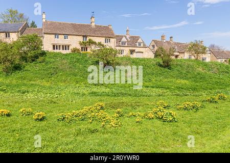 Marsh Marigolds (Caltha palustris L.) growing on the green in the Cotswold village of Little Barrington, Gloucestershire UK Stock Photo
