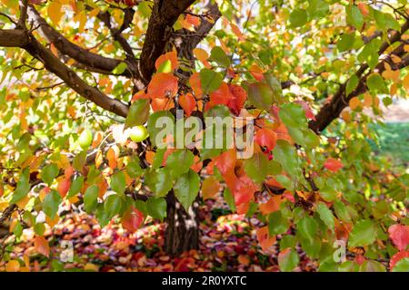 Photograph of colourful autumnal leaves on the ground near a tree in The Blue Mountains in New South Wales in Australia Stock Photo