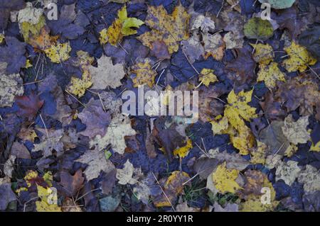 An assortment of wet leaves on grass in the fall, looking down Stock Photo