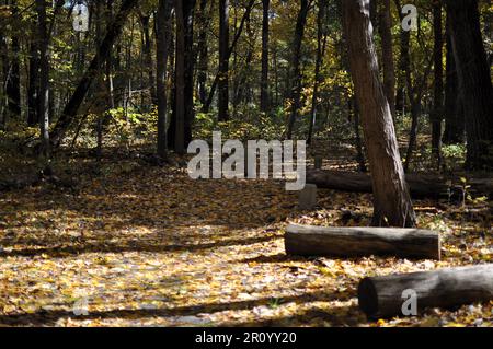 Sunny autumn walking path with leaves on the ground Stock Photo