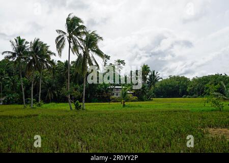 scenic rice fields on bohol island at the philippines Stock Photo