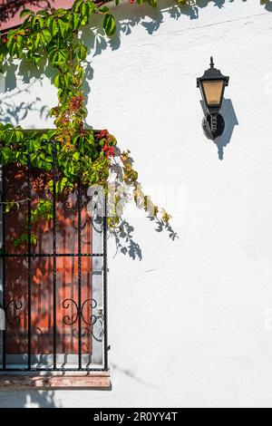 Details of an old house, a window with a lattice covered with ivy on a white plastered wall, Mediterranean region. Idea for background about travels a Stock Photo