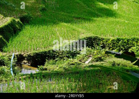 scenic rice fields on bohol island at the philippines Stock Photo