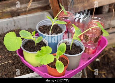 Young green seedlings of zucchini in plastic pots, home gardening, bio vegetables - after 13 days Stock Photo