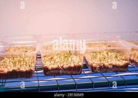 Microgreen sprouts germinate in a plastic box, illuminated by a lamp. Shelves with pea sprouts and microgreens are grown under artificial lighting. Co Stock Photo