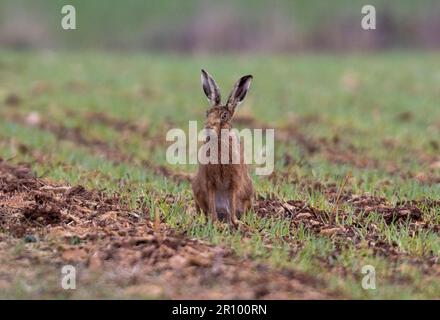mad march hare running around after each other in the early morning sun Stock Photo