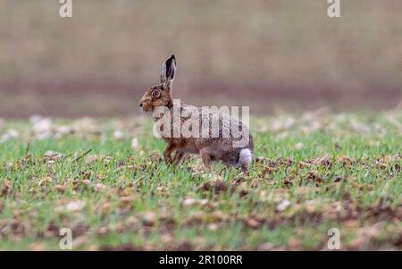 mad march hare running around after each other in the early morning sun Stock Photo