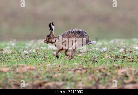 mad march hare running around after each other in the early morning sun Stock Photo