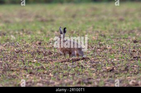 mad march hare running around after each other in the early morning sun Stock Photo