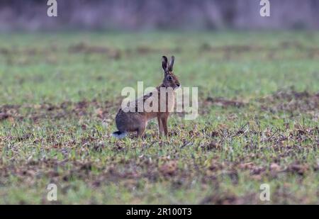 mad march hare running around after each other in the early morning sun Stock Photo