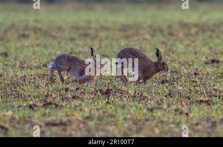 mad march hare running around after each other in the early morning sun Stock Photo