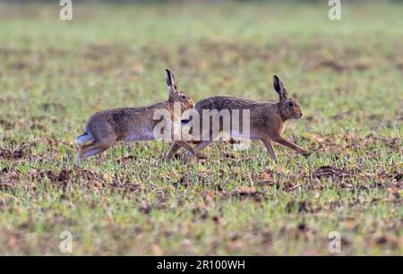 mad march hare running around after each other in the early morning sun Stock Photo