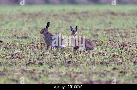 mad march hare running around after each other in the early morning sun Stock Photo