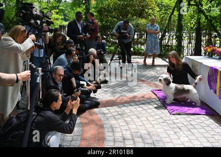 Buddy Holly the Petit Basset Griffon Vendéen (PBGV), winner of Best In Show and owner Janice Hayes attend the 147th Annual Westminster Kennel Club Dog Stock Photo