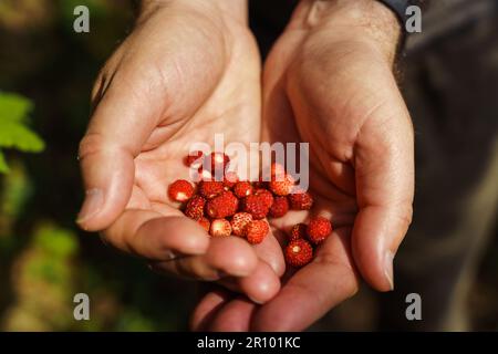 Men's hands hold freshly picked ripe wild strawberries. Fragaria vesca, commonly called woodland strawberry, Alpine strawberry, Carpathian strawberry Stock Photo