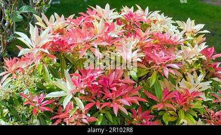 Pieris japonica Mountain Fire Evergreen Flowering Garden Shrub Stock Photo