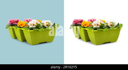 Spring time blossom of yellow and pink colorful Primroses flowers in green pots, front view close up isolated on white and light blue background Stock Photo