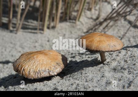 Two Dune brittlestem mushrooms, growing in dune sand, near Marram grass Stock Photo