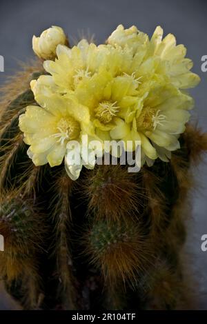 Tropical barrel cactus blooms into a cluster of yellow flowers in the Spring Stock Photo