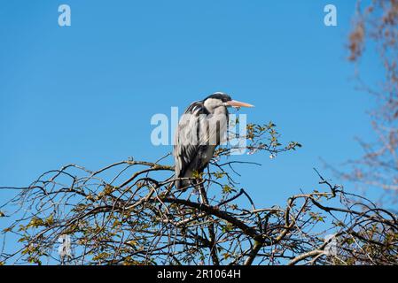 Grey Heron, Ardea cinerea, perched on a tree in St. James's Park. Bright Spring day with blue sky Stock Photo