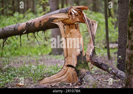 Broken tree trunk in the forest. Fallen pine tree. Tree damage. Stock Photo