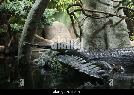 Gharial / Gavial also known as the fish eating crocodile Stock Photo