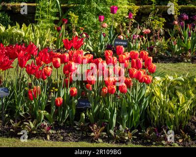 Chenies Manor Garden Tulips in May. Vibrant red, orange and pink tulips planted in layers in the terraced Sunken garden on a fine afternoon. Stock Photo
