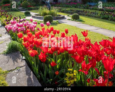 Chenies Manor Garden Tulips in May. Vibrant red, orange and pink tulips planted in layers in the terraced Sunken garden on a fine afternoon. Stock Photo