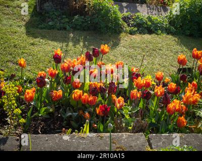 Chenies Manor Garden Hermitage Tulips in May, backlit in late afternoon sun. Stock Photo
