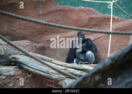 Silverback Gorilla Prague Zoo Stock Photo