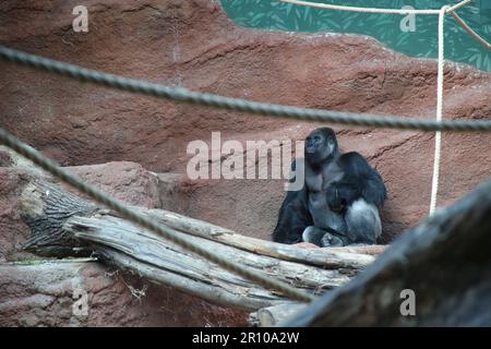 Silverback Gorilla Prague Zoo Stock Photo