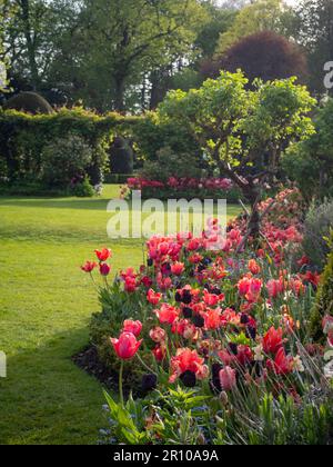 Chenies Manor Garden Tulips on a May evening. Mass planting of Slawa and Apricot Foxx tulip varieties.Fresh new leaves and clipped evergreens. Stock Photo