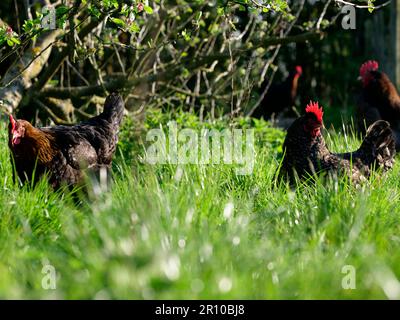 Free-range chickens scratching about in the long grass Stock Photo